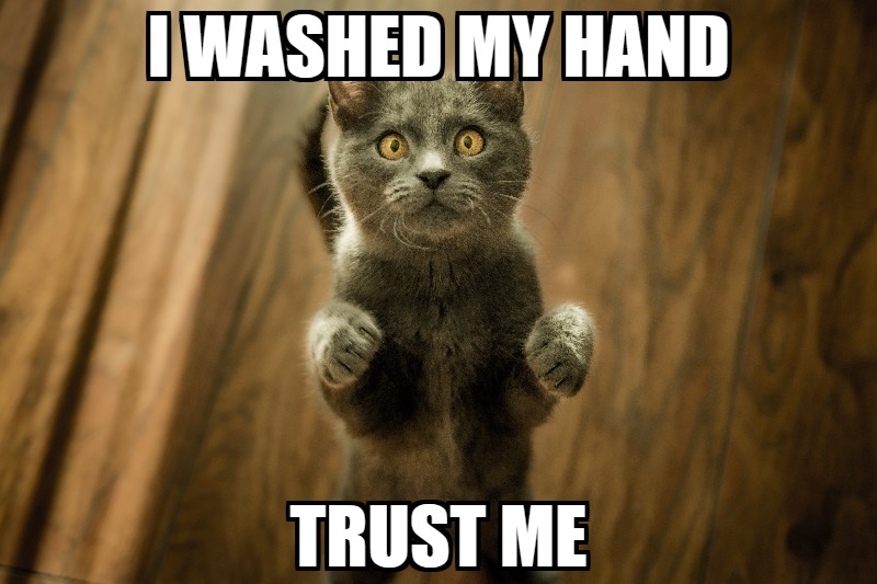 Meme Monday - Cat Standing Up